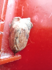 Amorbia