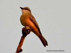 Tyrannus melancholicus