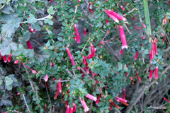 Epacris reclinata