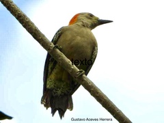 Melanerpes aurifrons