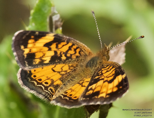 Pearl Crescent photographed in North Dakota