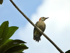 Melanerpes aurifrons