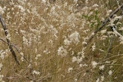 Rytidosperma tenuius