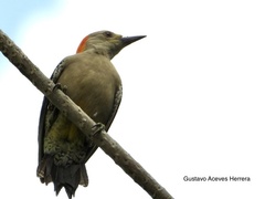 Melanerpes aurifrons