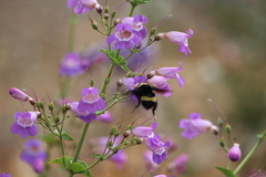 Bombus crotchii
