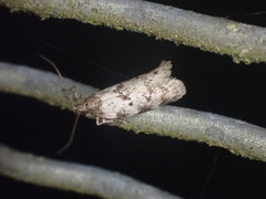 Trachypepla photinella