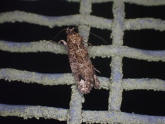 Lysiphragma epixyla
