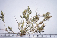 Eragrostis hypnoides
