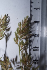 Eragrostis hypnoides
