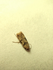 Gelechioidea