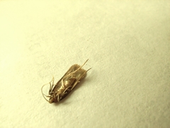Gelechioidea