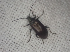 Tanychilus