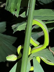 Trimeresurus popeiorum