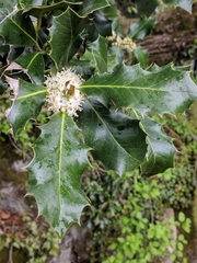 Ilex aquifolium