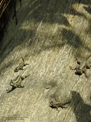 Sceloporus palaciosi