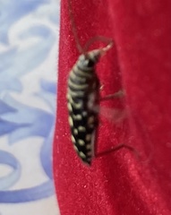 Placosternus difficilis