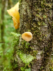 Aleurodiscus vitellinus