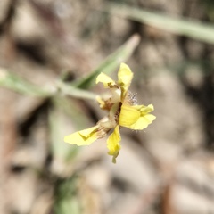 Goodenia fascicularis