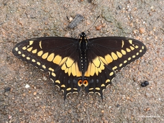 Papilio polyxenes americus