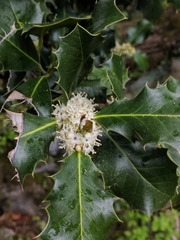 Ilex aquifolium