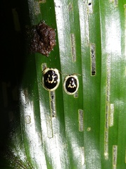 Aslamidium semicirculare