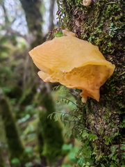 Aleurodiscus vitellinus