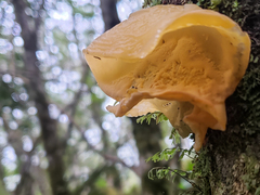 Aleurodiscus vitellinus