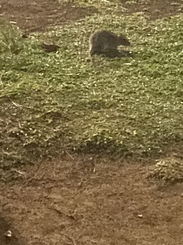 Rattus norvegicus observed 2021-12-24