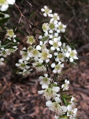 Leptospermum arachnoides