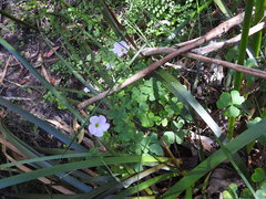 Oxalis incarnata