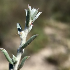 Malacocera tricornis