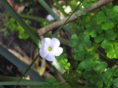 Oxalis incarnata