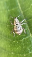 Platyomus zebra