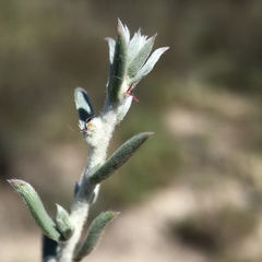 Malacocera tricornis