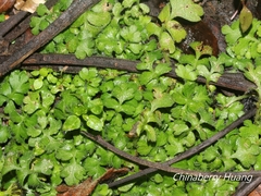 Ellisiophyllum pinnatum