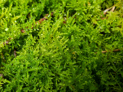 Rhynchostegium