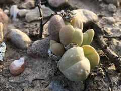 Gibbaeum