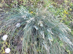 Poa astonii