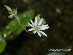 Stellaria vestita