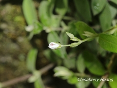 Stellaria vestita