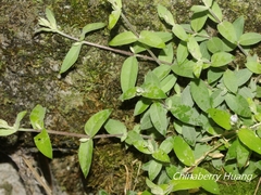 Stellaria vestita
