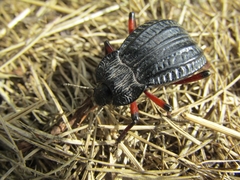 Epipedonota
