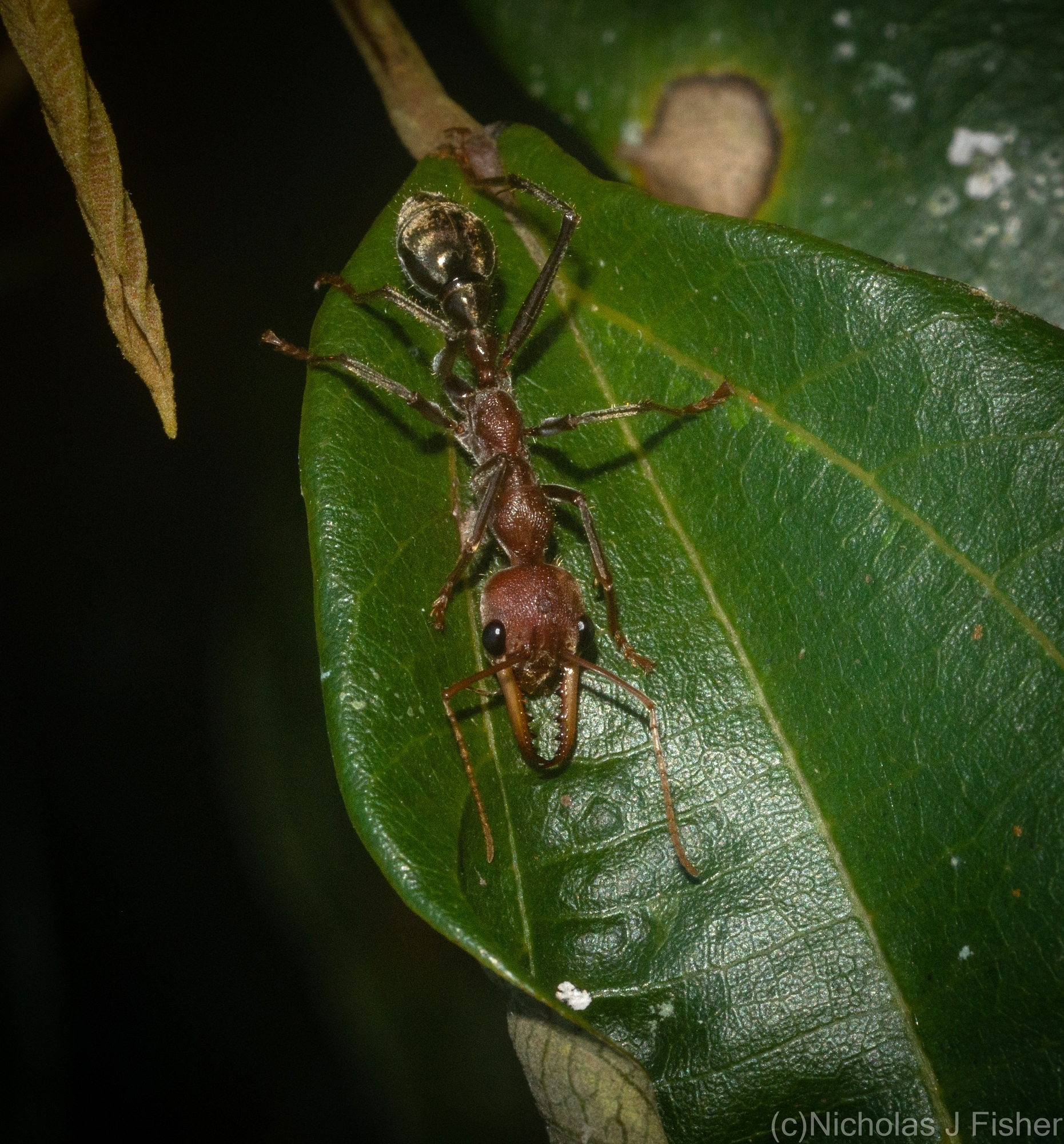 Myrmecia tridentata
