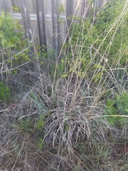 Andropogon gerardi