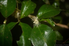 Gossia fragrantissima