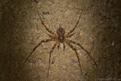 Tamopsis brachycauda