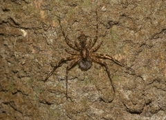 Tamopsis brachycauda