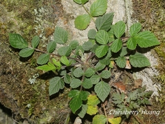 Rubus incanus
