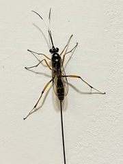 Stenarella insidiator