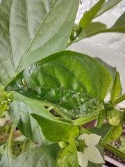 Insecta